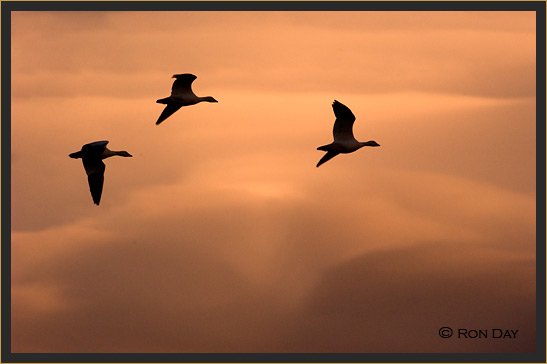 Snow Geese in Silhouette, Bosque del Apache